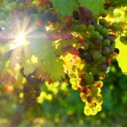 grapes-3550729_1280 Виноград